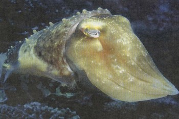 Тип: МОЛЛЮСКИ | Каракатица