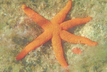 Тип: ИГЛОКОЖИЕ | Морская звезда