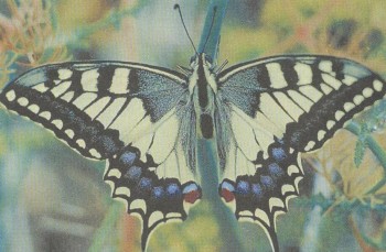 НАСЕКОМЫЕ | Бабочка