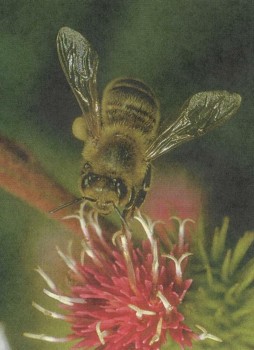 НАСЕКОМЫЕ | Пчела