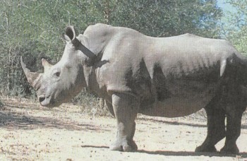 МЛЕКОПИТАЮЩИЕ | Носорог