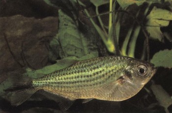 Часть II. Обитатели аквариума | Харацидовые, или Американские тетры (Characidae)