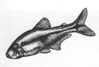 Часть II. Обитатели аквариума | Харацидовые, или Американские тетры (Characidae)
