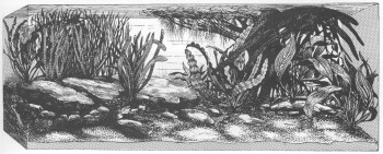 Часть II. Обитатели аквариума | Карповые (Cyprinidae)