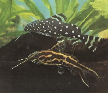 Часть II. Обитатели аквариума | Бохромчатоусые сомы (Mochokidae)
