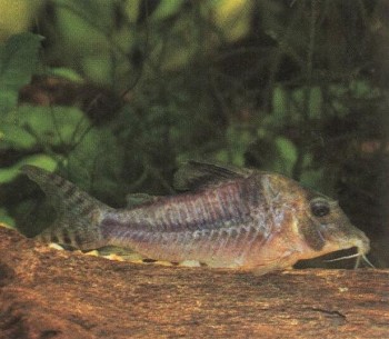 Часть II. Обитатели аквариума | Панцирные, или Каллихтовые сомы (Collichthyidae)