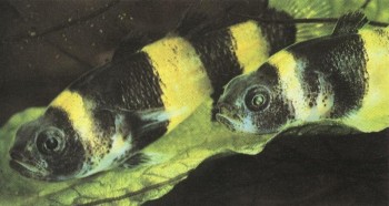 Часть II. Обитатели аквариума | Головешковые (Eleotridae) и Бычковые (Gobiidae)