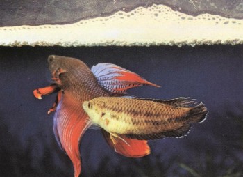 Часть II. Обитатели аквариума | Анабасовые (Anabantidae)