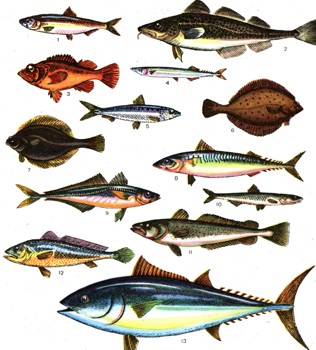 ЭНЦИКЛОПЕДИЯ ПРИРОДЫ | Промысловые рыбы