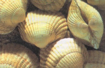 Тип: МОЛЛЮСКИ | Двустворчатые моллюски