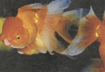 Тип: ХОРДОВЫЕ | Золотая рыбка