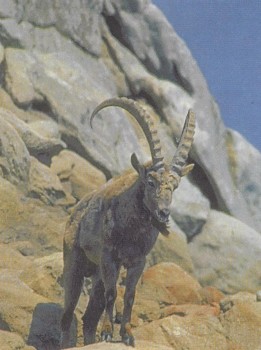 МЛЕКОПИТАЮЩИЕ | Альпийский горный козел