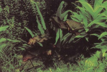 Часть II. Обитатели аквариума | ОСНОВНЫЕ АКВАРИУМНЫЕ РАСТЕНИЯ