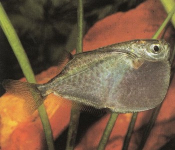 Часть II. Обитатели аквариума | Клинобрюхие, или Гастеропелековые (Gasteropelecidae)
