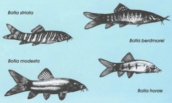 Часть II. Обитатели аквариума | Вьюновые (Cobitidae)