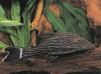 Часть II. Обитатели аквариума | Кольчужные, или Лорикариевые сомы (Loricariidae)