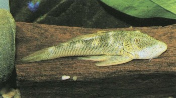 Часть II. Обитатели аквариума | Кольчужные, или Лорикариевые сомы (Loricariidae)
