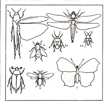ЭНЦИКЛОПЕДИЯ ПРИРОДЫ | Коллекции насекомых. Садки для гусениц и личинок