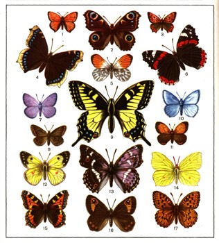 ЭНЦИКЛОПЕДИЯ ПРИРОДЫ | Коллекции насекомых. Садки для гусениц и личинок