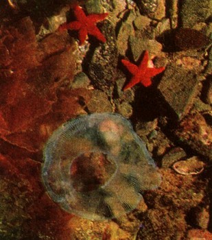 Энциклопедия о строении земли  | Условия существования морской флоры и фауны